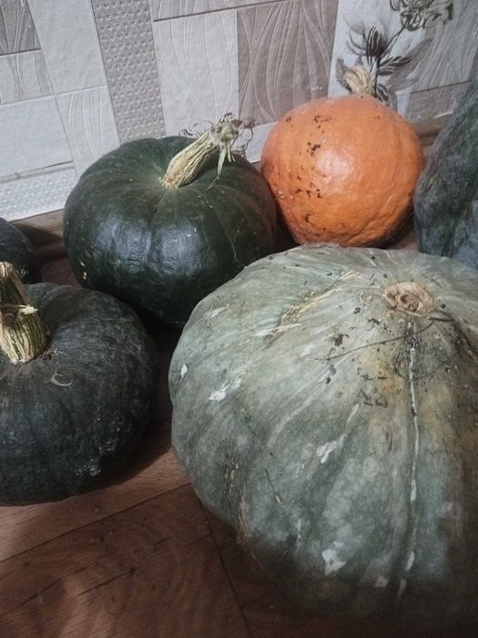 Продам тыкву на манты