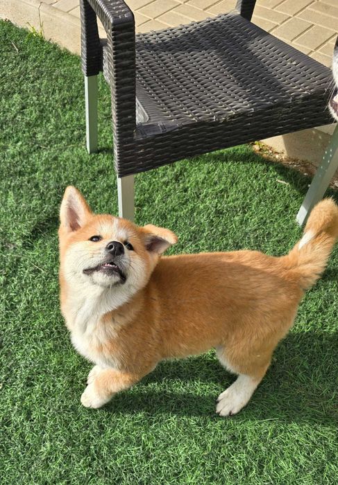 Vând Akita Inu, rasă pură, cu pedigree