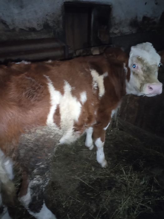 Vand 2 vitele baltata romaneasca