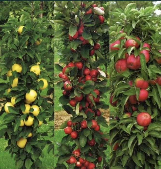 Pomi fructiferi columnari altoiți toate soiurile disponibile