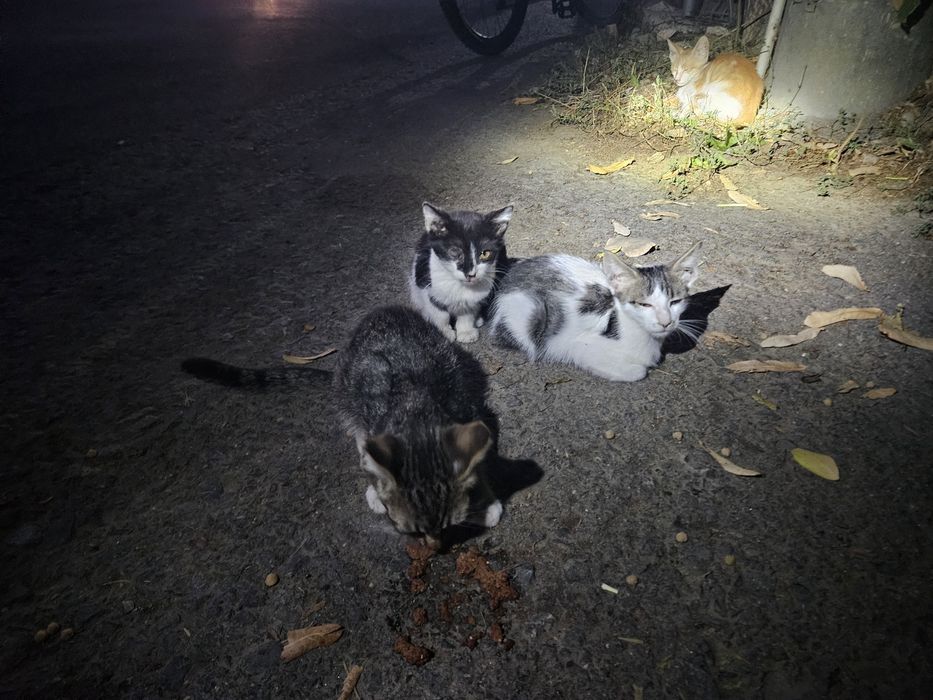 Pisoi mucoși moca