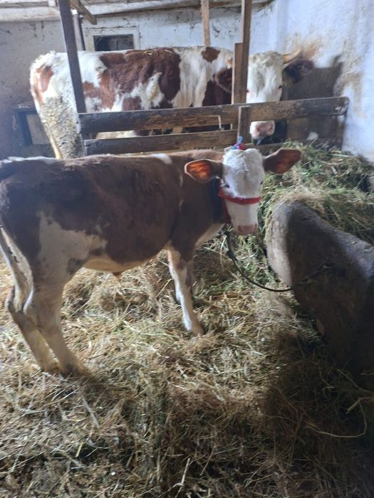 Vitica baltata românească