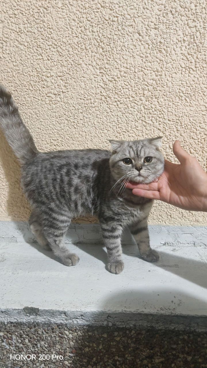 Uy mushigi sotila