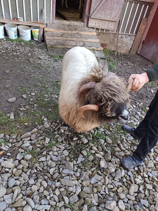 Vând berbeci bucălăi!!