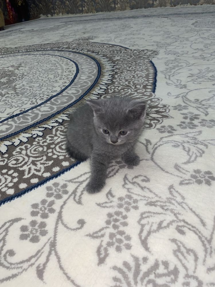 Срочно продаются котята Скоттиш Фолд и Скоттиш Страйт