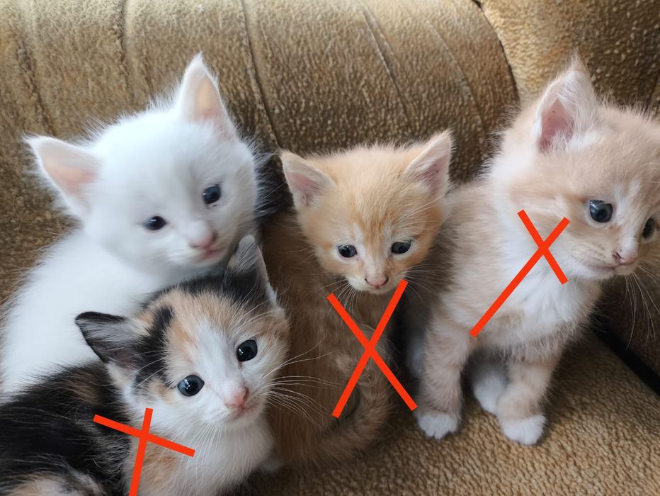 Отдам котята бесплатно
