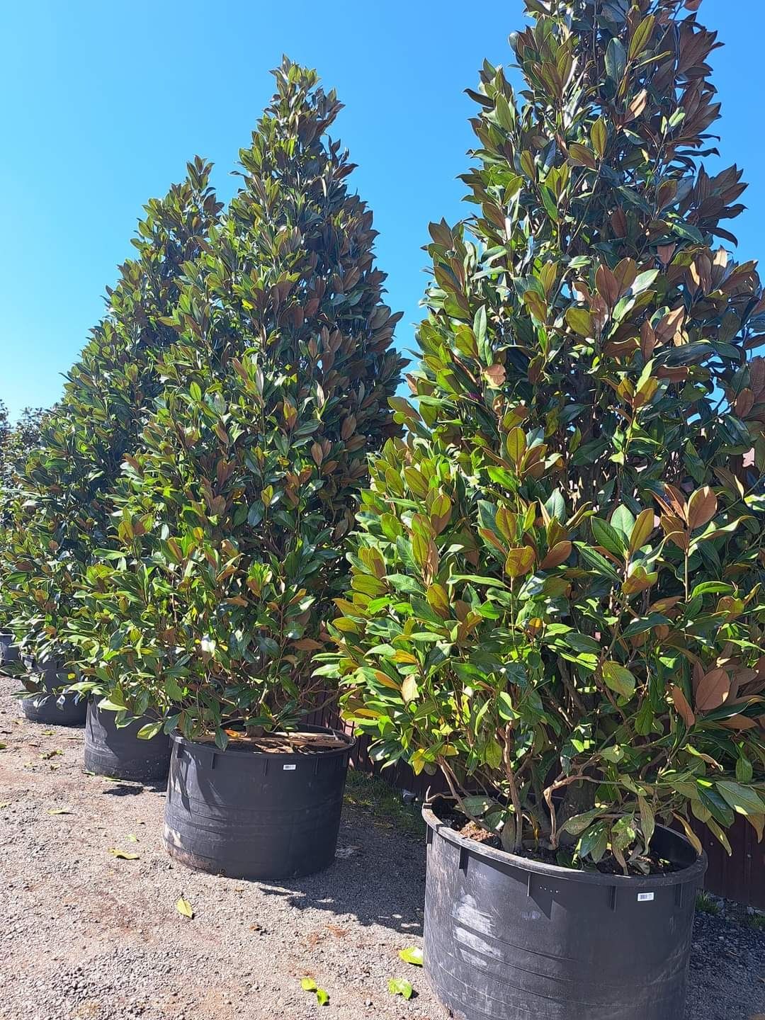 Magnolia grandiflora tufa 1.5m - 5m, calitate premium! Maslin secular