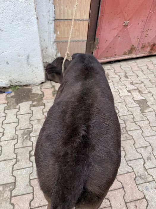 Vand vaca cu vitea angus