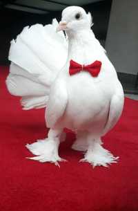 Închiriez porumbei albi pentru nunti sau alte evenimente