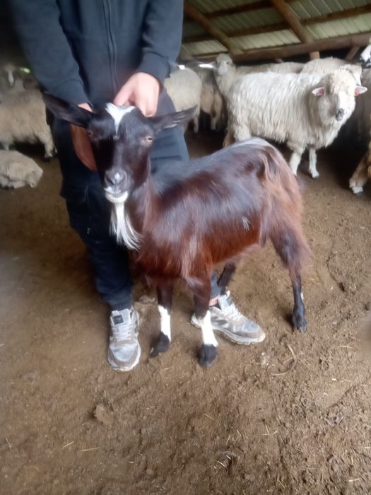 Vând două capre de un an jumate.
