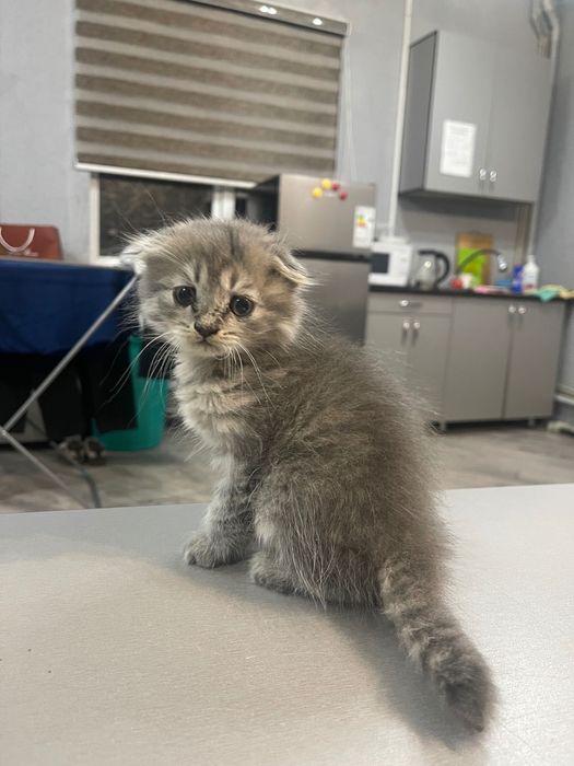 Отдам британского котенка