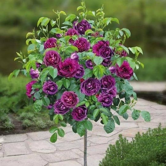 Pomi Ornamentali  trandafiri  de tip pomisor