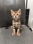 Бенгальские котята