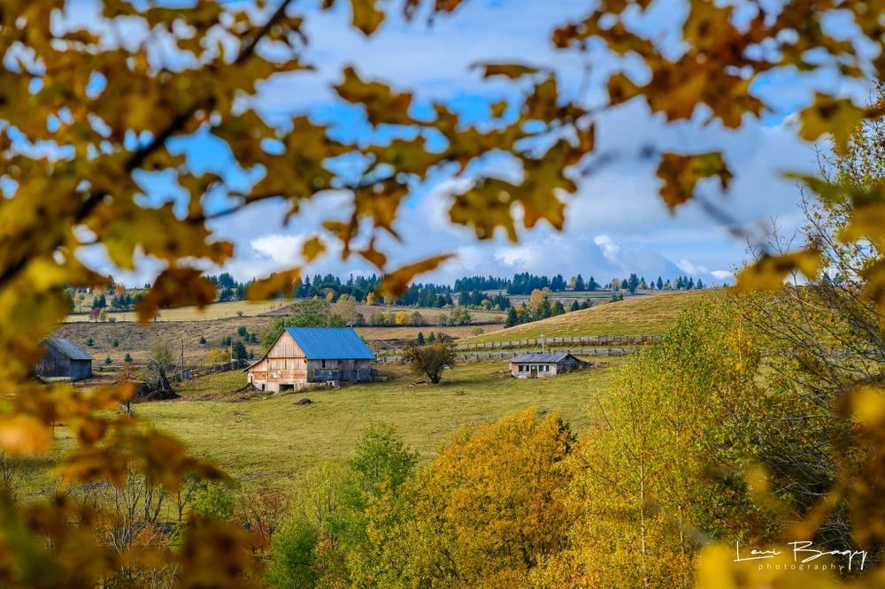 Îngrijitor la animalele