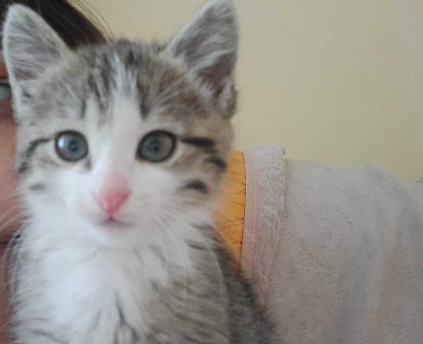 Отдам котёнка в добрые руки