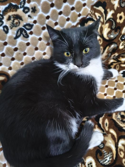 Отдаю Котенка в хорошие руки!!