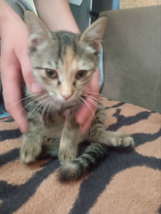 Отдам в хорошие руки котят