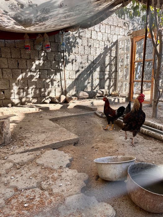 Домашный Петух - ХУРОЗ