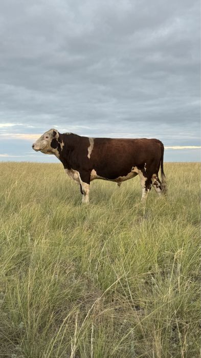 Бык бычки крс бука