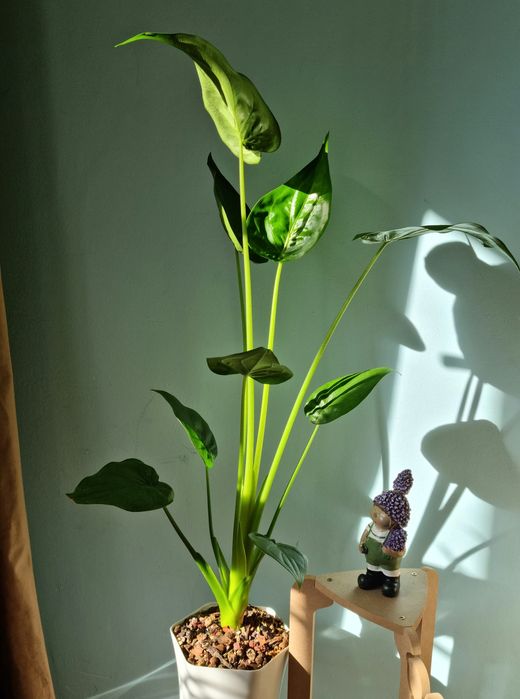 Алоказия Кукулата