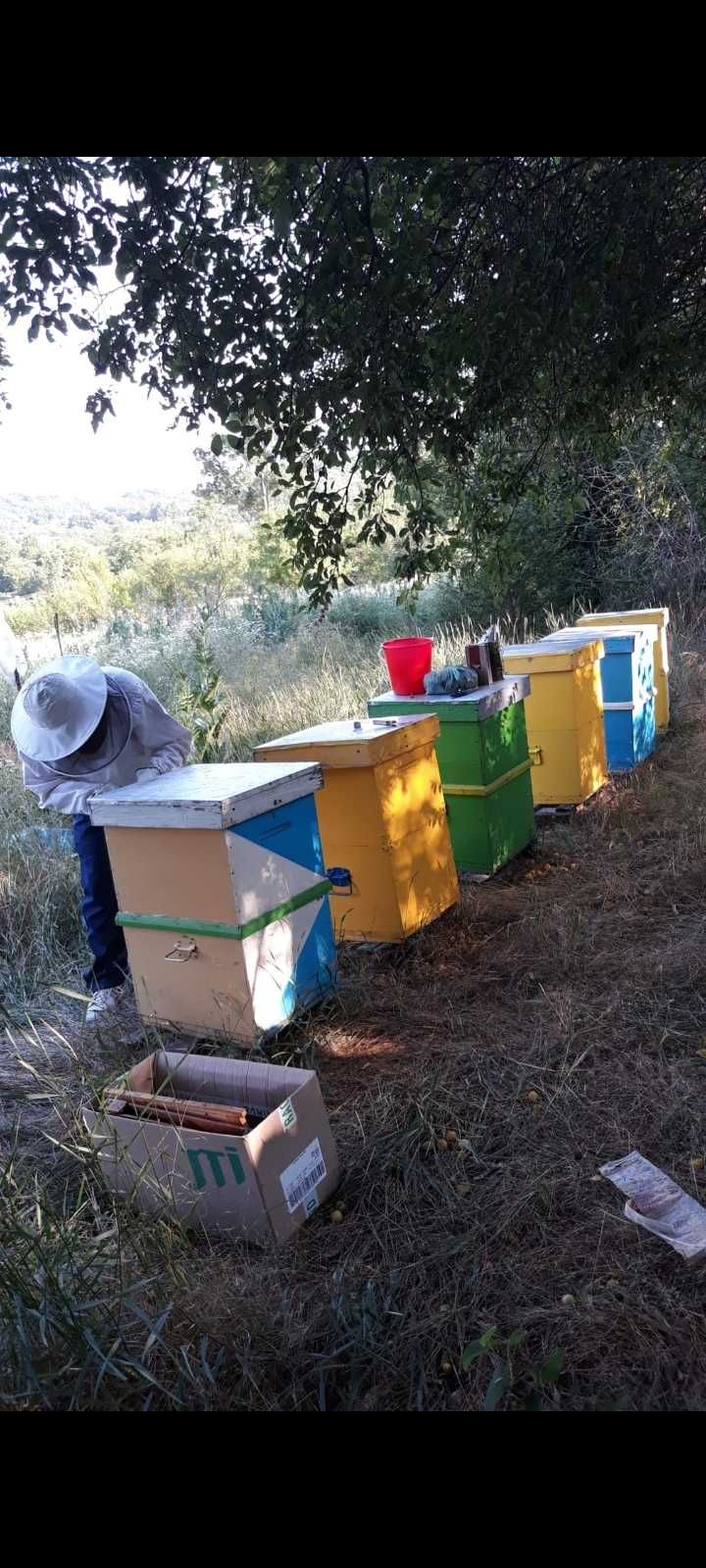 Stupi cu familii de albine
