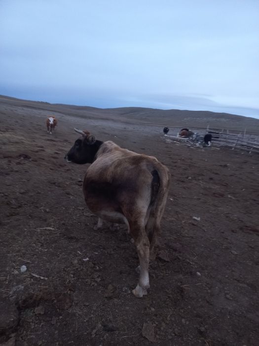 Сиыр сатыладыыыыы