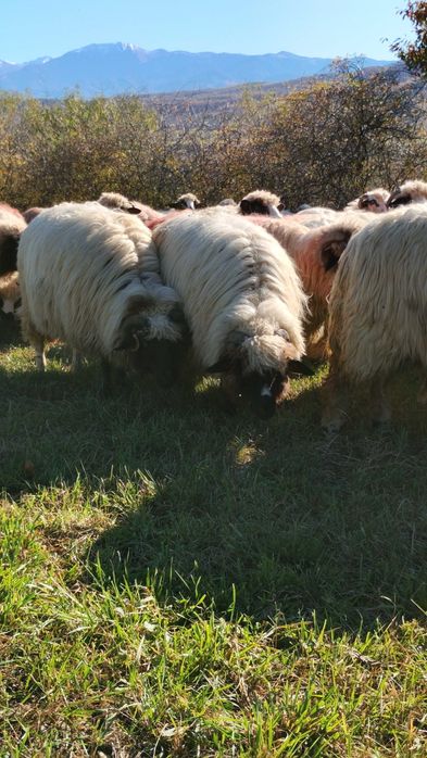 Vând 30 de oi urgent