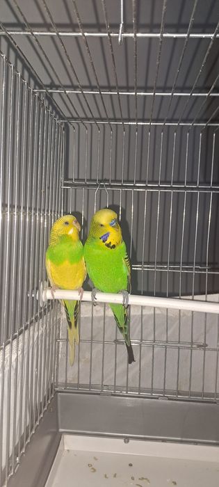 Попугай Чех Волнистая