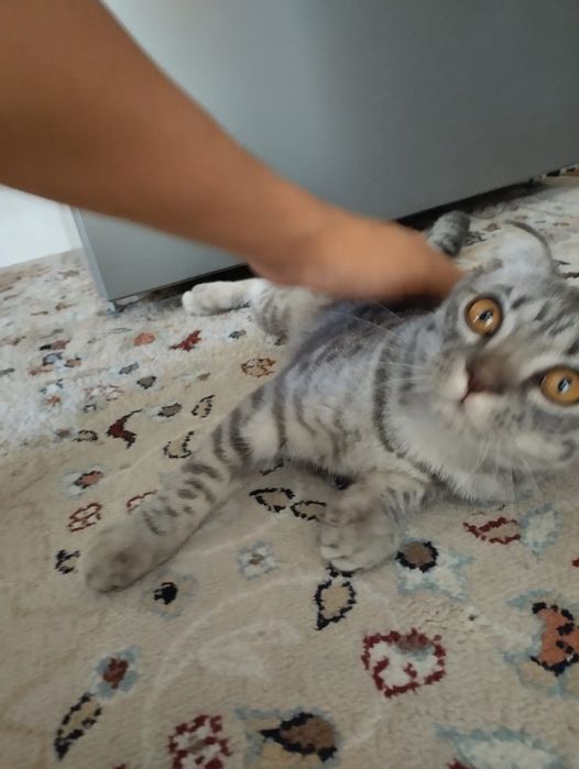 Продаётся котёнок
