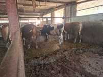 Vând 50 de tauri și 8 vitele cu o greutate medie de 450 kg