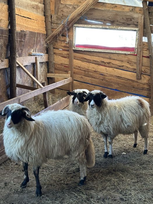 Cârlane disponibile