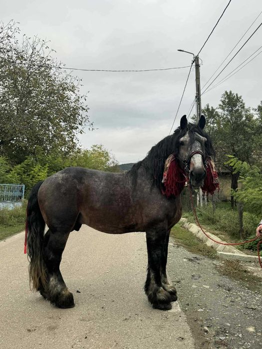 Vand armasar de 8 ani