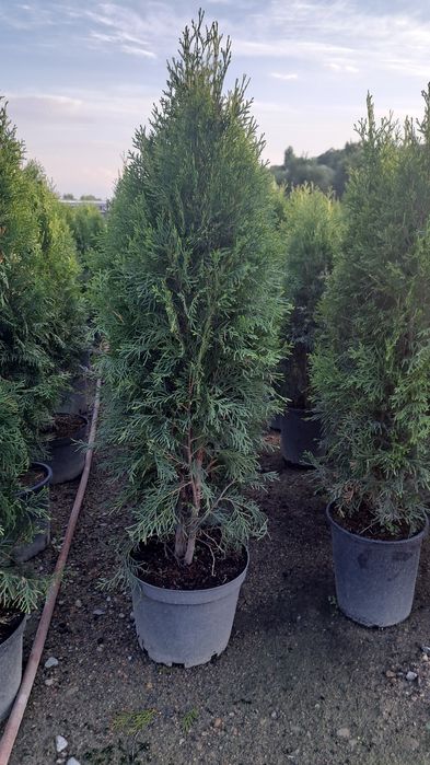 Туя западная Смарагд