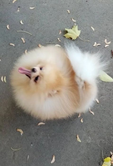 Померан babyface бели пухчета