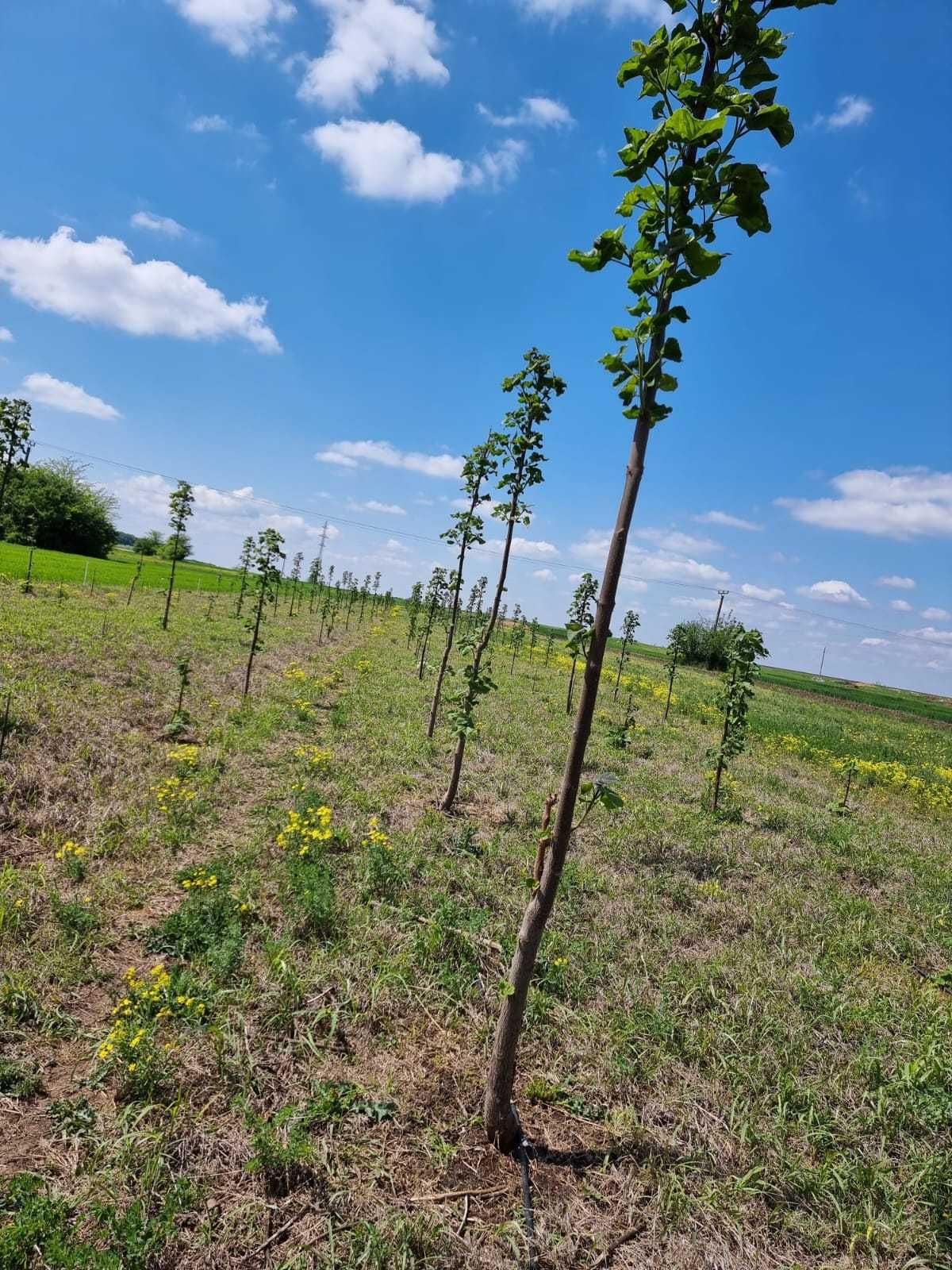 Paulownia Tomentosa Arbori ,Copaci de vinzare  inaltime 2 m + 2.5 m