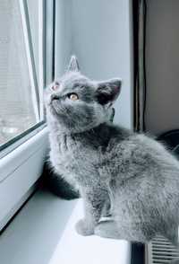 Oferta puiuti British Shorthair