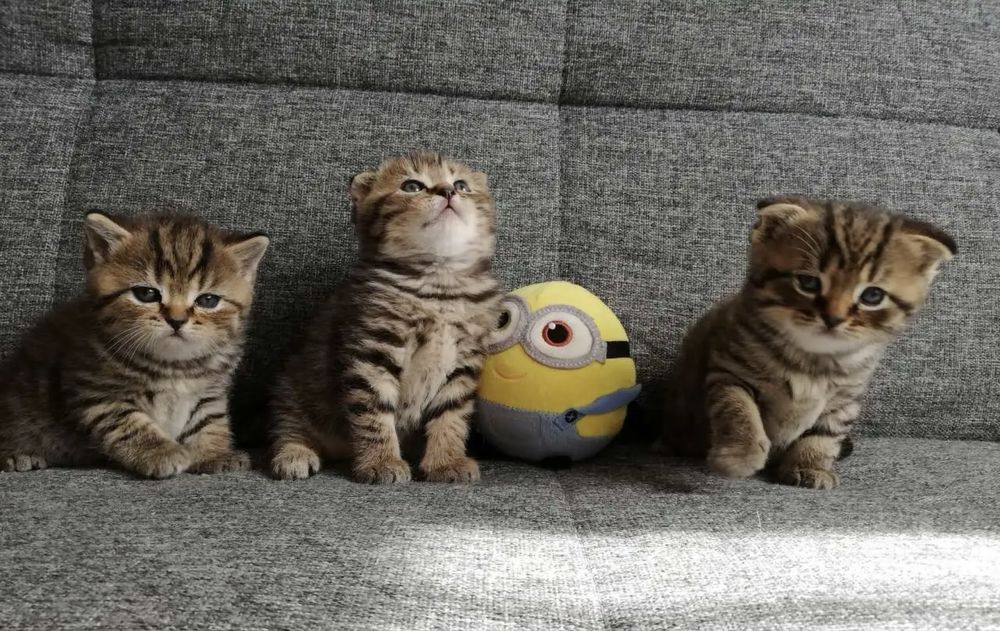 Миленькие Шотландцы