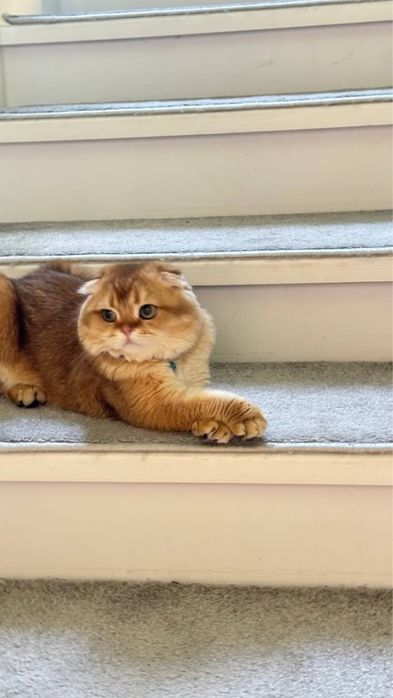 Продается кот, скотишь Фолд