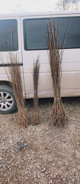 puieți de salcâm pentru împădurirea terenurilor degradate, agricole