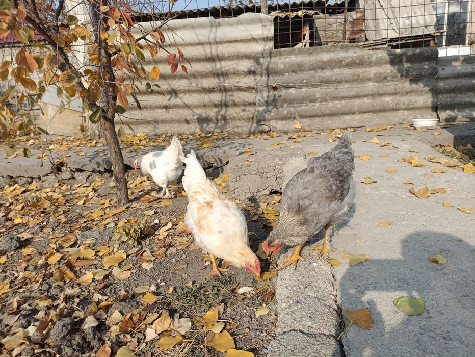 Продается домашние куры по 130 000сум