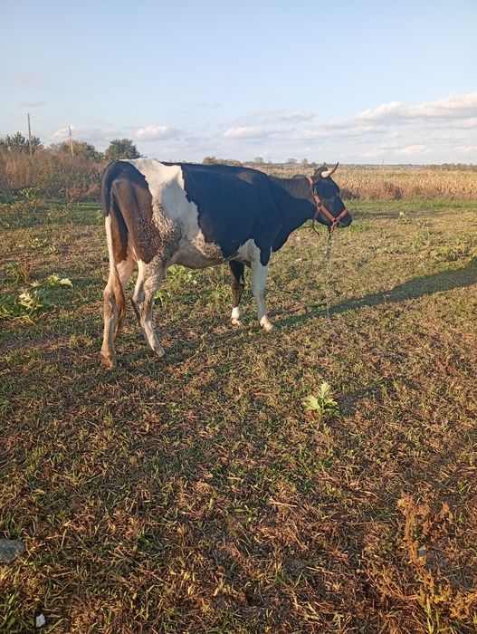 Vacă gestanta in 2 luni