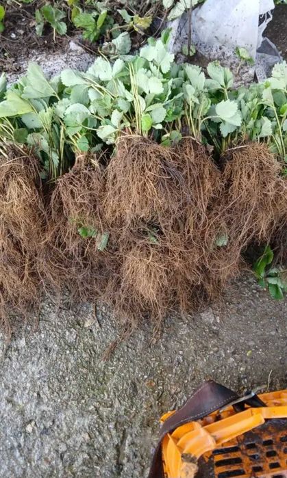 Продавам Разсад Ягоди