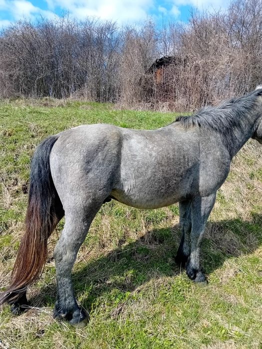 Vând armăsar bland