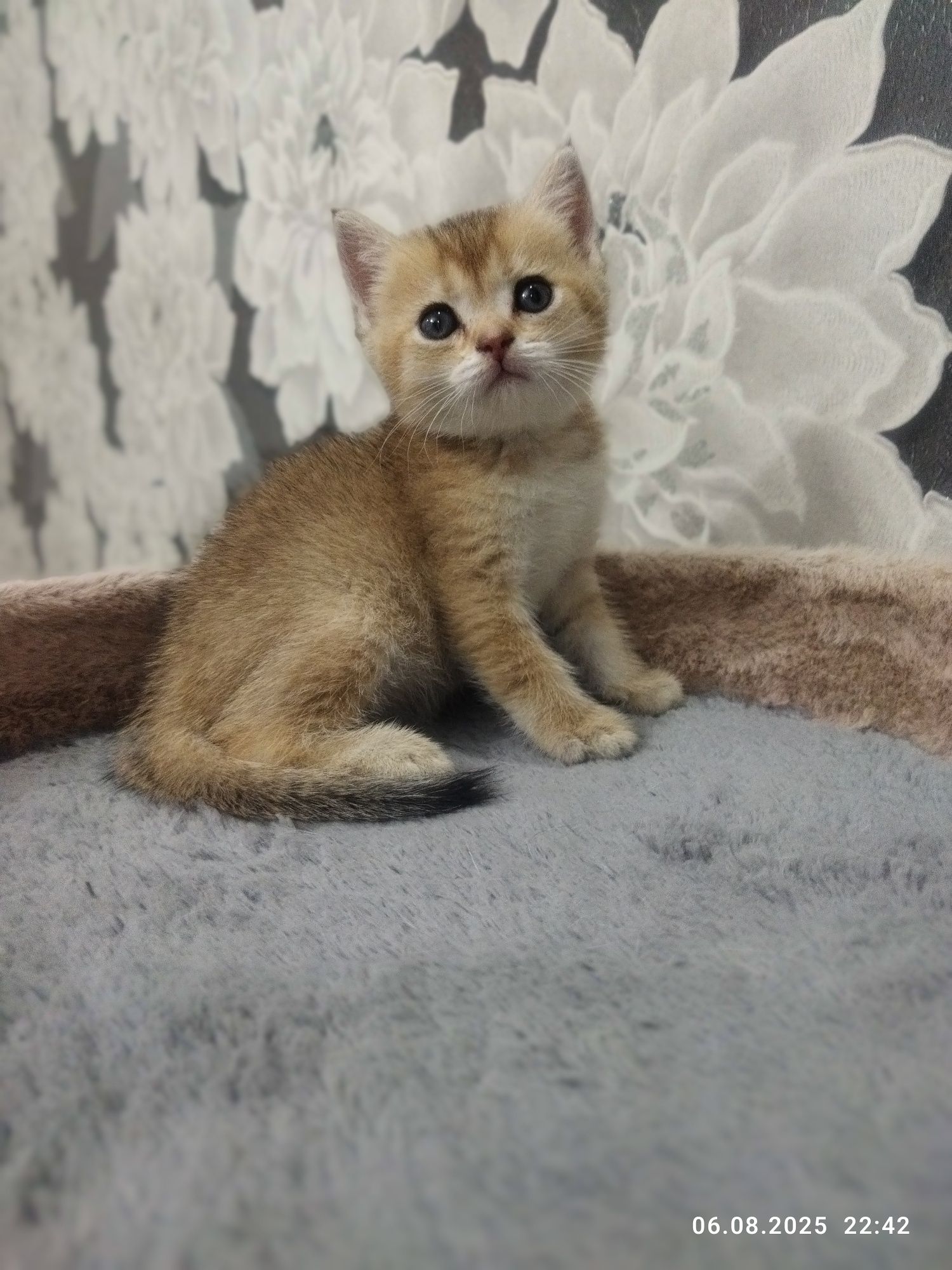 Продаются котята золотая шиншилла