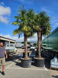 Palmieri trachycarpus fortunei, rezista la -18grade