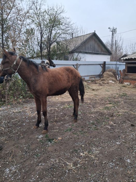 Құнан тай сатылады.