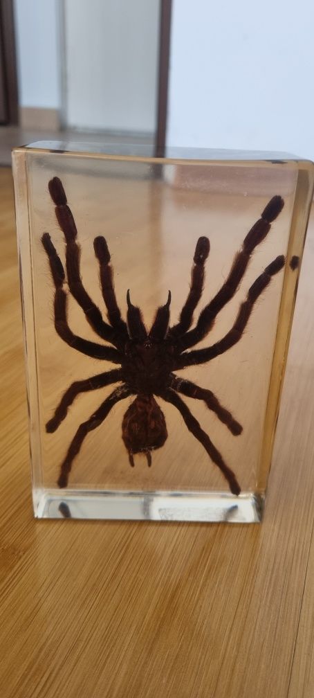 Tarantula impaiata