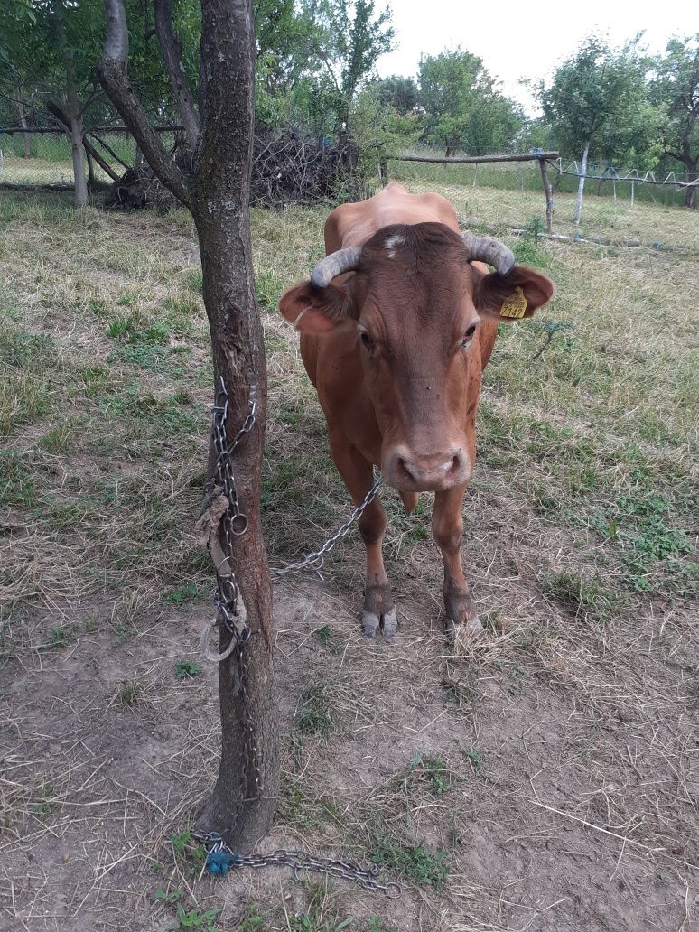 Vând vaca cu lapte