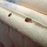 Dezinfeksiya Klopa Tarakan Xidli va xidsiz 1 yildan 3 yilgacha Kafolat