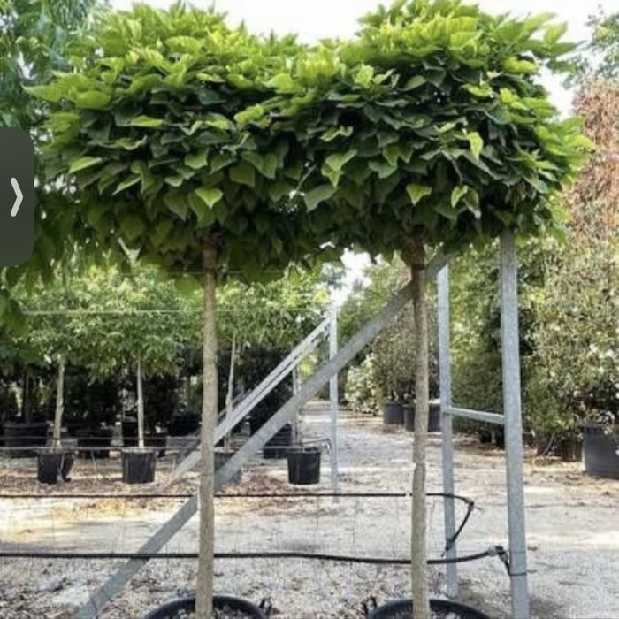 Catalpa decorativ gradina